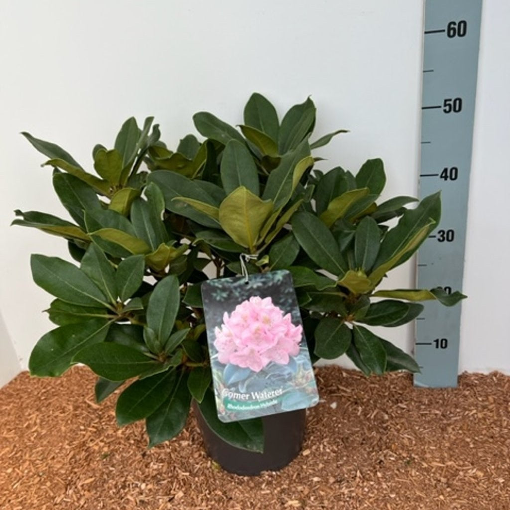 Rhododendron – Rhododendron 'Gomer Waterer' - C5 30-40 CM